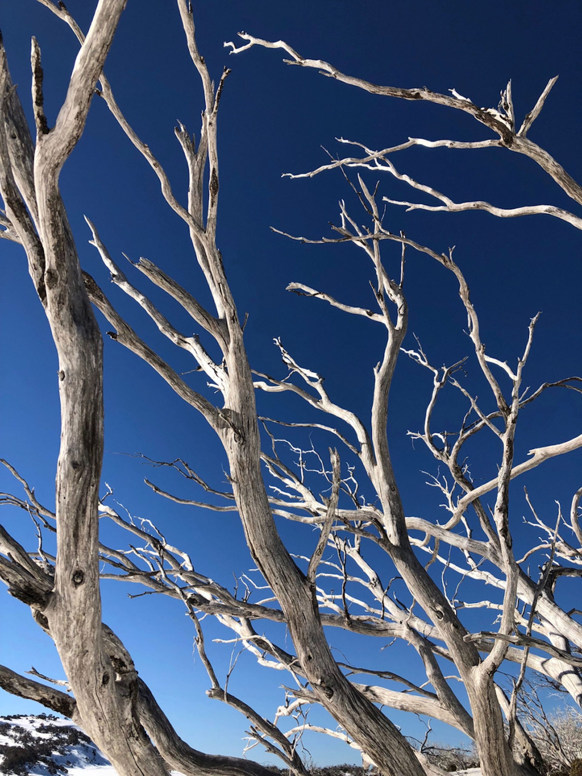 Telemark Ski Lodge Trees at perisher
